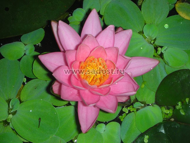 Кувшинка, нимфея Розовая /Nymphaea Carnea/ Кувшинка, нимфея Розовая /Nymphaea Carnea/