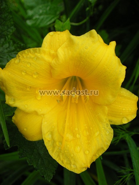 Лилейник Стелла д´Оро /Hemerocallis Stella d«Oro/ Лилейник Стелла д´Оро /Hemerocallis Stella d«Oro/