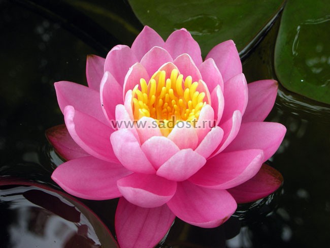 Кувшинка, нимфея Розовая /Nymphaea Carnea/ Кувшинка, нимфея Розовая /Nymphaea Carnea/