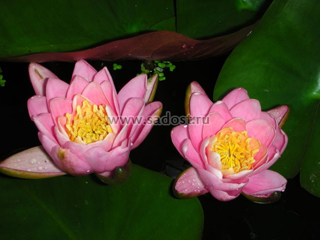 Кувшинка, нимфея Розовая /Nymphaea Carnea/ Кувшинка, нимфея Розовая /Nymphaea Carnea/