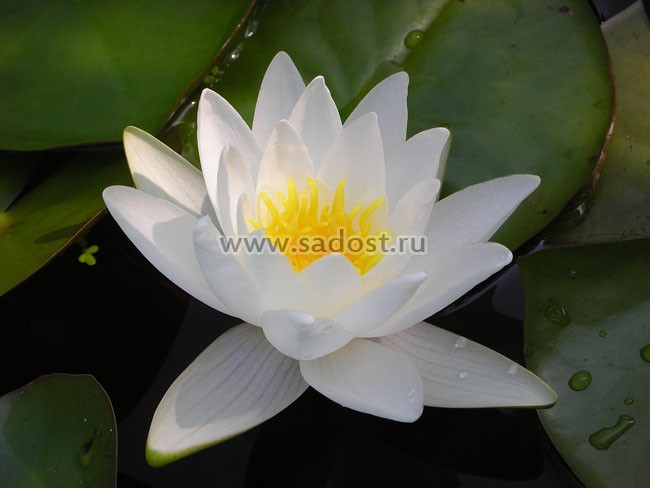 Кувшинка, нимфея Белая /Nymphaea Alba/ Кувшинка, нимфея Белая /Nymphaea Alba/