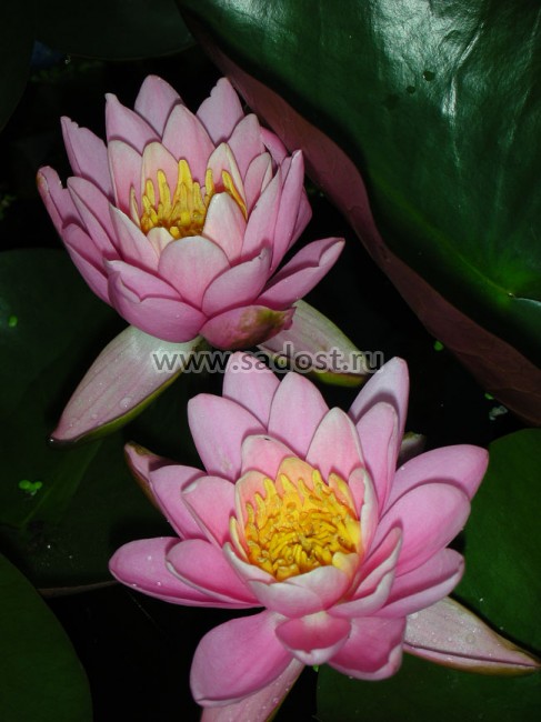 Кувшинка, нимфея Розовая /Nymphaea Carnea/ Кувшинка, нимфея Розовая /Nymphaea Carnea/