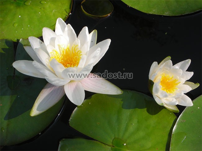 Кувшинка, нимфея Белая /Nymphaea Alba/ Кувшинка, нимфея Белая /Nymphaea Alba/