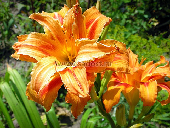 Лилейник Эприкот Бьюти /Hemerocallis Apricot Beauty/ Лилейник Эприкот Бьюти /Hemerocallis Apricot Beauty/