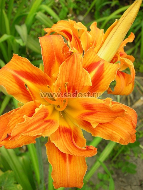 Лилейник Эприкот Бьюти /Hemerocallis Apricot Beauty/ Лилейник Эприкот Бьюти /Hemerocallis Apricot Beauty/