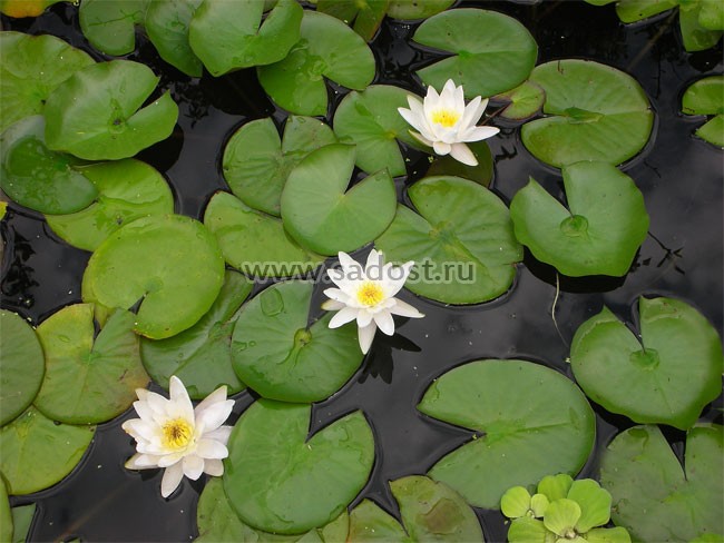 Кувшинка, нимфея Белая /Nymphaea Alba/ Кувшинка, нимфея Белая /Nymphaea Alba/