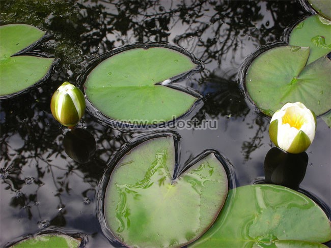 Кувшинка, нимфея Белая /Nymphaea Alba/ Кувшинка, нимфея Белая /Nymphaea Alba/