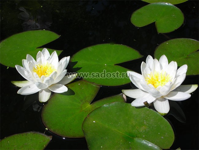 Кувшинка, нимфея Белая /Nymphaea Alba/ Кувшинка, нимфея Белая /Nymphaea Alba/