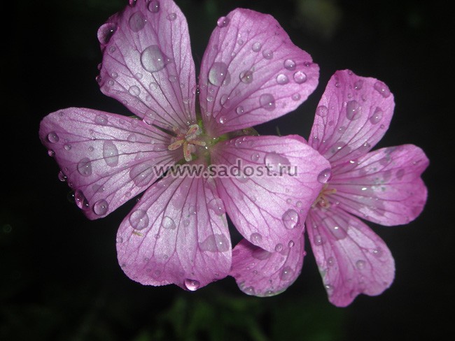 Герань Ендраса «Воргрейф Пинк» /Geranium endressii «Wargrave Pink»/ Герань Ендраса «Воргрейф Пинк» /Geranium endressii «Wargrave Pink»/