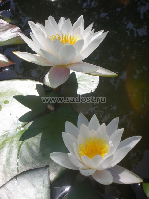 Кувшинка, нимфея Белая /Nymphaea Alba/ Кувшинка, нимфея Белая /Nymphaea Alba/