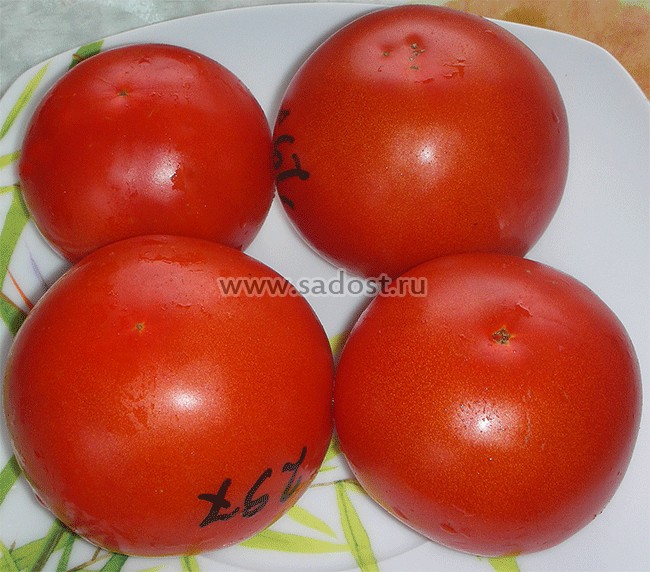 :Томат Королева рынка. Красноплодные сорта томатов,  .