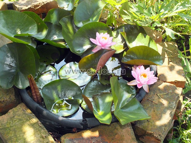 Кувшинка, нимфея Розовая /Nymphaea Carnea/ Кувшинка, нимфея Розовая /Nymphaea Carnea/