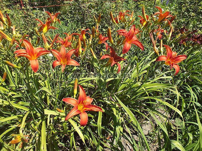 Лилейник Кримсон Пирейт /Hemerocallis Crimson Pirate/ Лилейник Кримсон Пирейт /Hemerocallis Crimson Pirate/