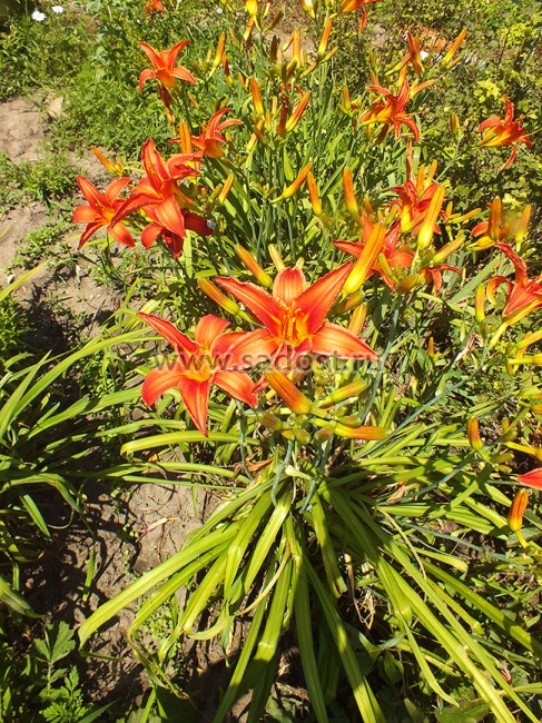 Лилейник Кримсон Пирейт /Hemerocallis Crimson Pirate/ Лилейник Кримсон Пирейт /Hemerocallis Crimson Pirate/