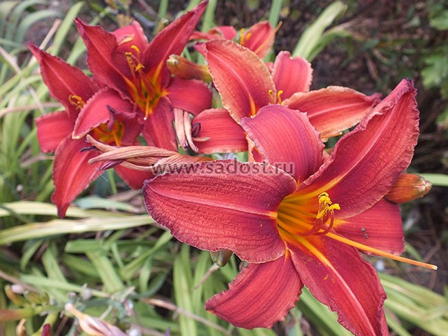 Лилейник Кримсон Пирейт /Hemerocallis Crimson Pirate/ Лилейник Кримсон Пирейт /Hemerocallis Crimson Pirate/