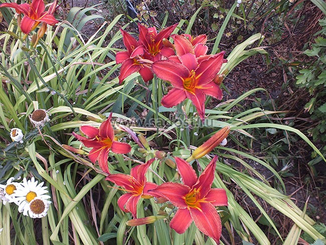 Лилейник Кримсон Пирейт /Hemerocallis Crimson Pirate/ Лилейник Кримсон Пирейт /Hemerocallis Crimson Pirate/
