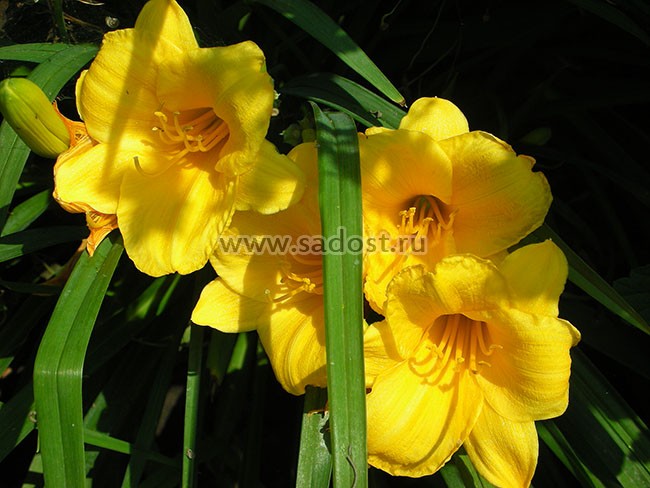 Лилейник Стелла д´Оро /Hemerocallis Stella d«Oro/ Лилейник Стелла д´Оро /Hemerocallis Stella d«Oro/