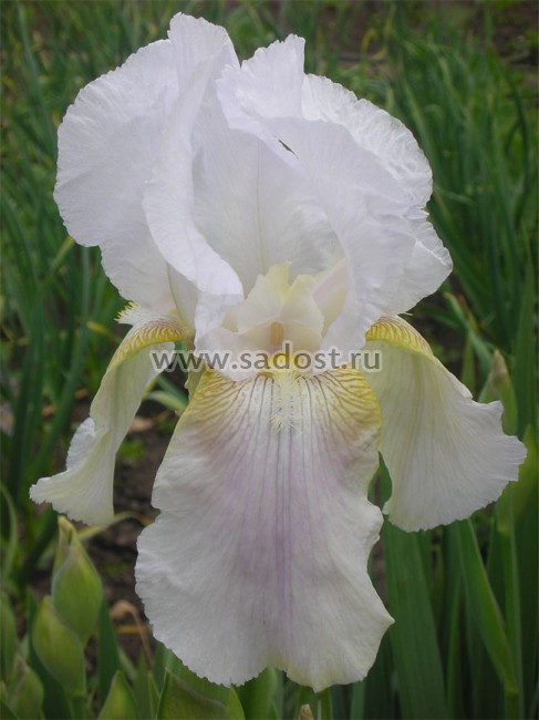 Ирис бородатый Виктор /Iris germanica Viktor/ Ирис бородатый Виктор /Iris germanica Viktor/