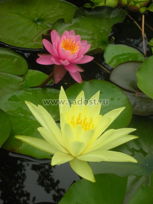 Кувшинка, нимфея Желтая /Nymphaea Yellow / Кувшинка, нимфея Желтая /Nymphaea Yellow /