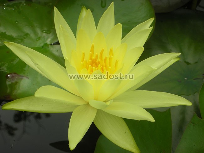 Кувшинка, нимфея Желтая /Nymphaea Yellow / Кувшинка, нимфея Желтая /Nymphaea Yellow /