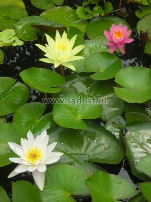 Кувшинка, нимфея Желтая /Nymphaea Yellow / Кувшинка, нимфея Желтая /Nymphaea Yellow /