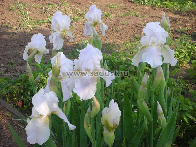 Ирис бородатый Виктор /Iris germanica Viktor/ Ирис бородатый Виктор /Iris germanica Viktor/
