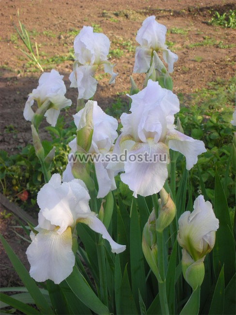 Ирис бородатый Виктор /Iris germanica Viktor/ Ирис бородатый Виктор /Iris germanica Viktor/