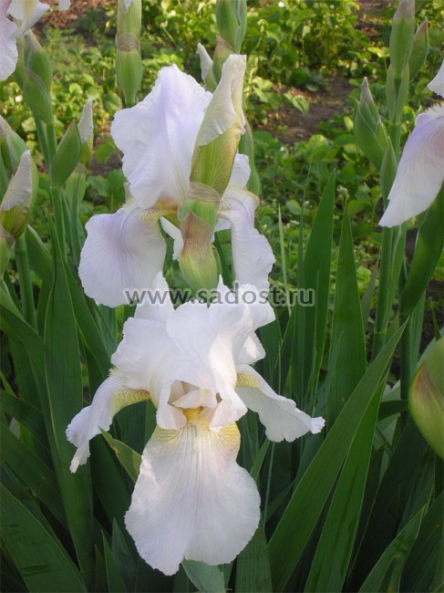 Ирис бородатый Виктор /Iris germanica Viktor/ Ирис бородатый Виктор /Iris germanica Viktor/