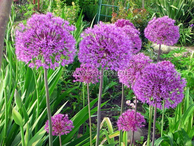 Лук афлатунский Перпл Сенсейшн /Purple Sensation/ Лук афлатунский Перпл Сенсейшн /Purple Sensation/