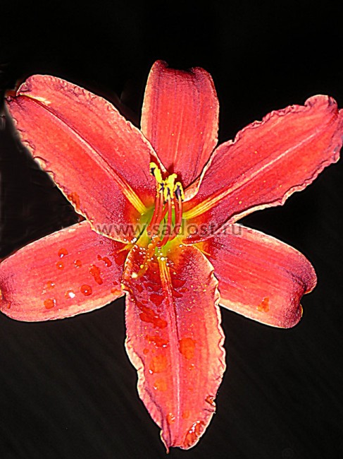 Лилейник Кримсон Пирейт /Hemerocallis Crimson Pirate/ Лилейник Кримсон Пирейт /Hemerocallis Crimson Pirate/