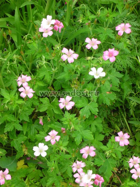 Герань Ендраса «Воргрейф Пинк» /Geranium endressii «Wargrave Pink»/ Герань Ендраса «Воргрейф Пинк» /Geranium endressii «Wargrave Pink»/
