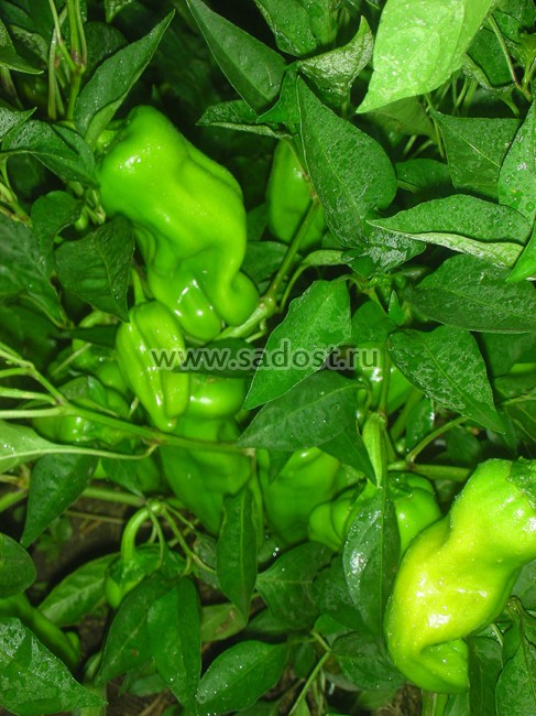 Семена:Перец пикантный Пепперончини /Pepperoncini/ Семена:Перец пикантный Пепперончини /Pepperoncini/