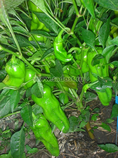 Семена:Перец пикантный Пепперончини /Pepperoncini/ Семена:Перец пикантный Пепперончини /Pepperoncini/