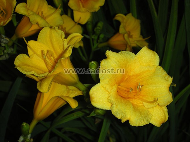 Лилейник Стелла д´Оро /Hemerocallis Stella d«Oro/ Лилейник Стелла д´Оро /Hemerocallis Stella d«Oro/