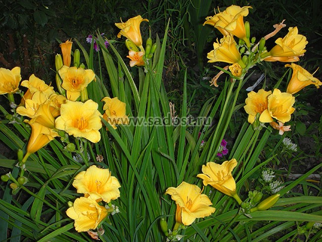 Лилейник Стелла д´Оро /Hemerocallis Stella d«Oro/ Лилейник Стелла д´Оро /Hemerocallis Stella d«Oro/