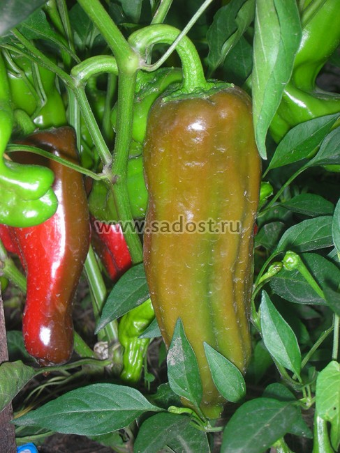 Семена:Перец пикантный Пепперончини /Pepperoncini/ Семена:Перец пикантный Пепперончини /Pepperoncini/
