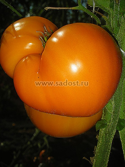 Семена:Томат Немецкая Оранжевая клубника /German Orange Strawberry/ Семена:Томат Немецкая Оранжевая клубника /German Orange Strawberry/
