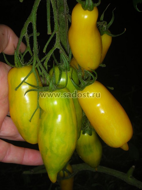 Томат Банановые ноги /Banana Legs/ Томат Банановые ноги /Banana Legs/