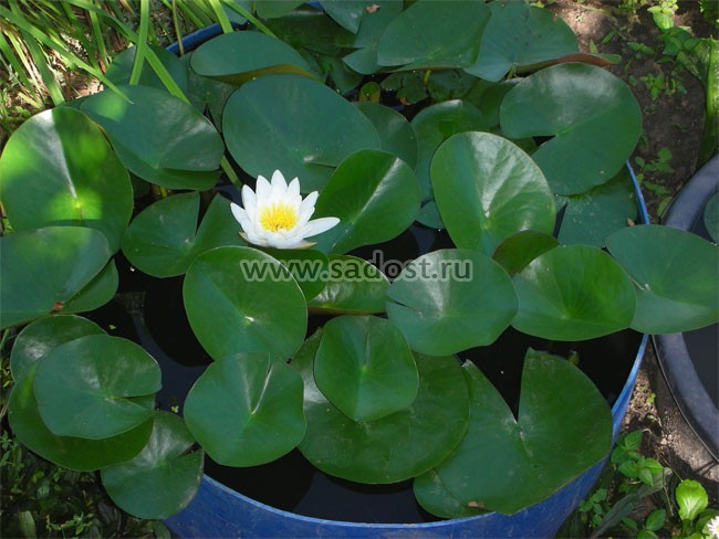 Кувшинка, нимфея Белая /Nymphaea Alba/ Кувшинка, нимфея Белая /Nymphaea Alba/