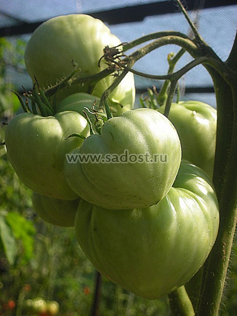 Семена:Томат Немецкая Оранжевая клубника /German Orange Strawberry/ Семена:Томат Немецкая Оранжевая клубника /German Orange Strawberry/