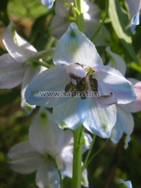 Дельфиниум высокий Моргентау /Delphinium Elatum Morgentau/. №5 Дельфиниум высокий Моргентау /Delphinium Elatum Morgentau/. №5
