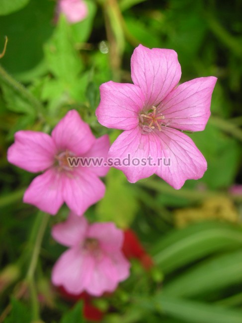 Герань Ендраса «Воргрейф Пинк» /Geranium endressii «Wargrave Pink»/ Герань Ендраса «Воргрейф Пинк» /Geranium endressii «Wargrave Pink»/