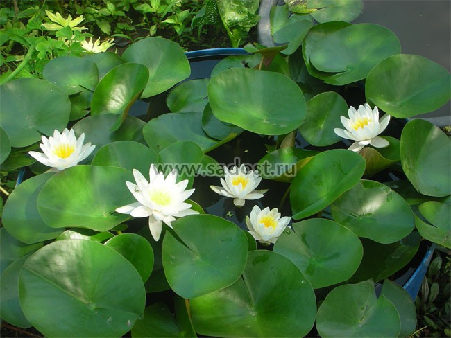 Кувшинка, нимфея Белая /Nymphaea Alba/ Кувшинка, нимфея Белая /Nymphaea Alba/