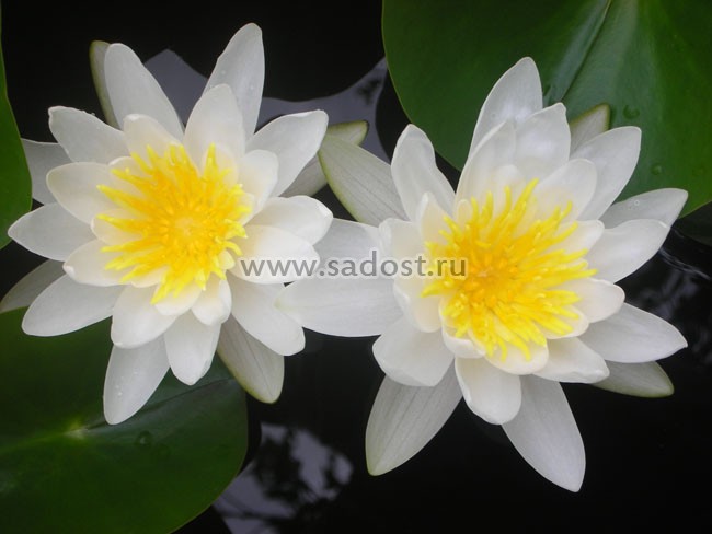 Кувшинка, нимфея Белая /Nymphaea Alba/ Кувшинка, нимфея Белая /Nymphaea Alba/