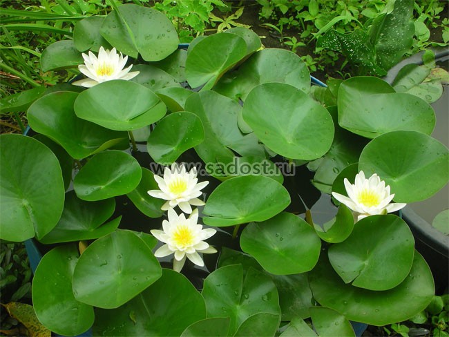 Кувшинка, нимфея Белая /Nymphaea Alba/ Кувшинка, нимфея Белая /Nymphaea Alba/