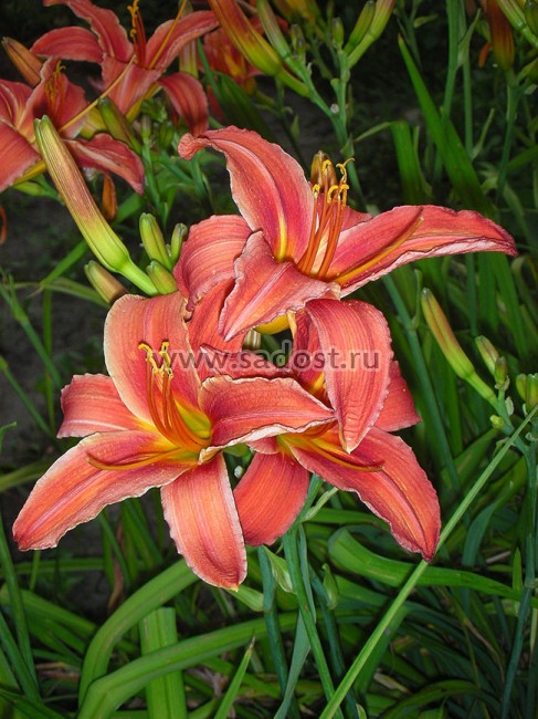 Лилейник Кримсон Пирейт /Hemerocallis Crimson Pirate/ Лилейник Кримсон Пирейт /Hemerocallis Crimson Pirate/