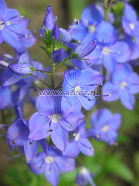 Вероника большая Труе Блю /Veronica teucrium True Blue/ Вероника большая Труе Блю /Veronica teucrium True Blue/