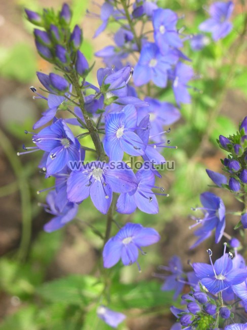 Вероника большая Труе Блю /Veronica teucrium True Blue/ Вероника большая Труе Блю /Veronica teucrium True Blue/