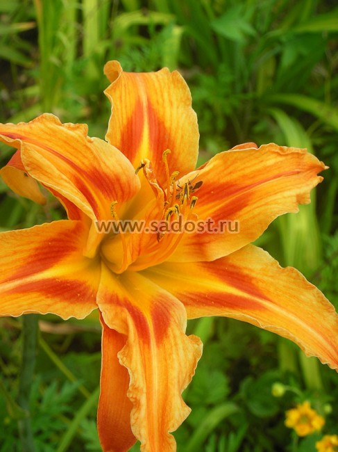 Лилейник Эприкот Бьюти /Hemerocallis Apricot Beauty/ Лилейник Эприкот Бьюти /Hemerocallis Apricot Beauty/