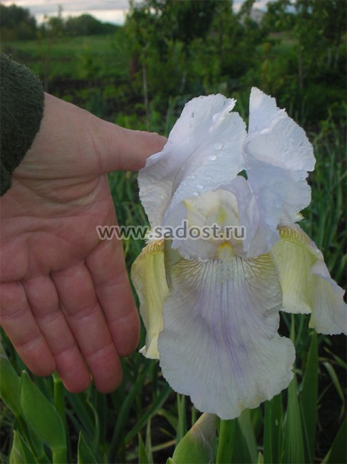 Ирис бородатый Виктор /Iris germanica Viktor/ Ирис бородатый Виктор /Iris germanica Viktor/